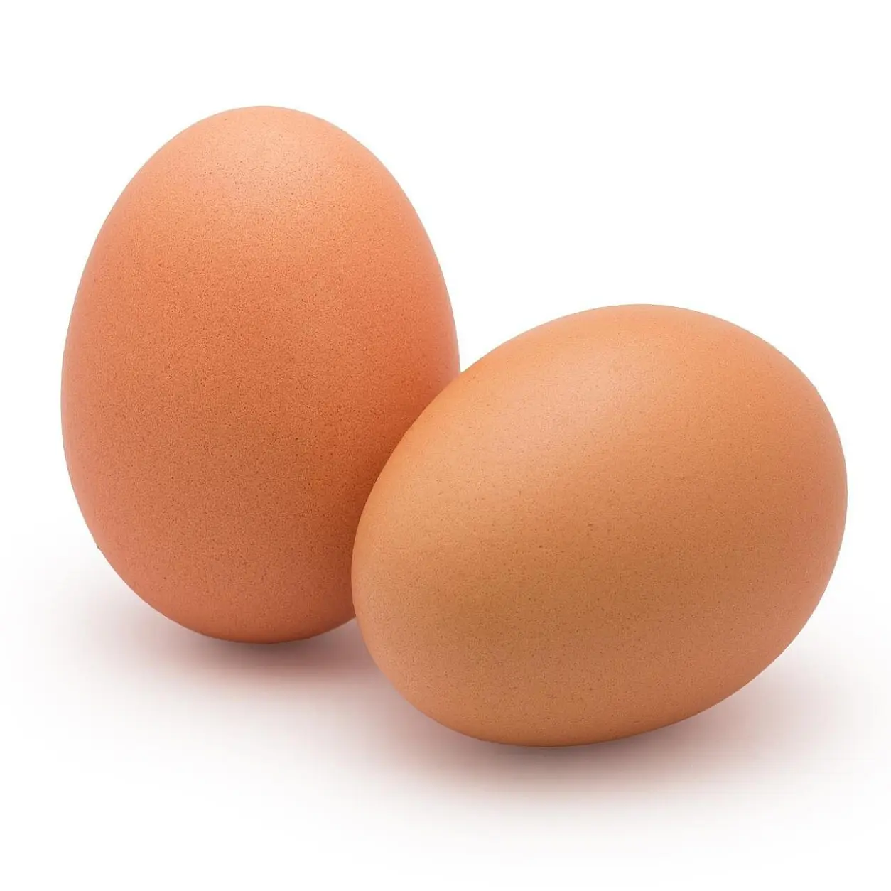 Brown Egg