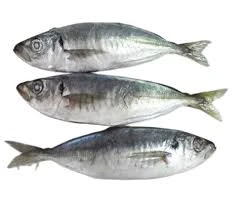 Horse Mackerel Fish (Kote) 7Ibs