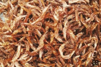 Crayfish