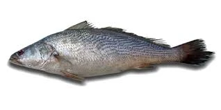 Croaker Fish Pack - (2)