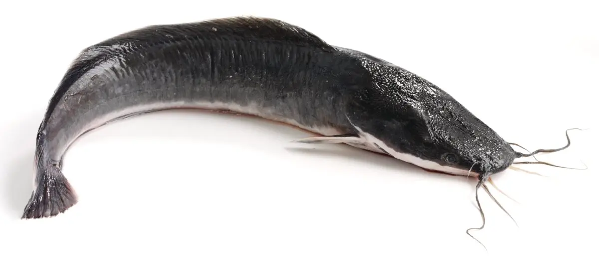 Catfish (Per Piece)