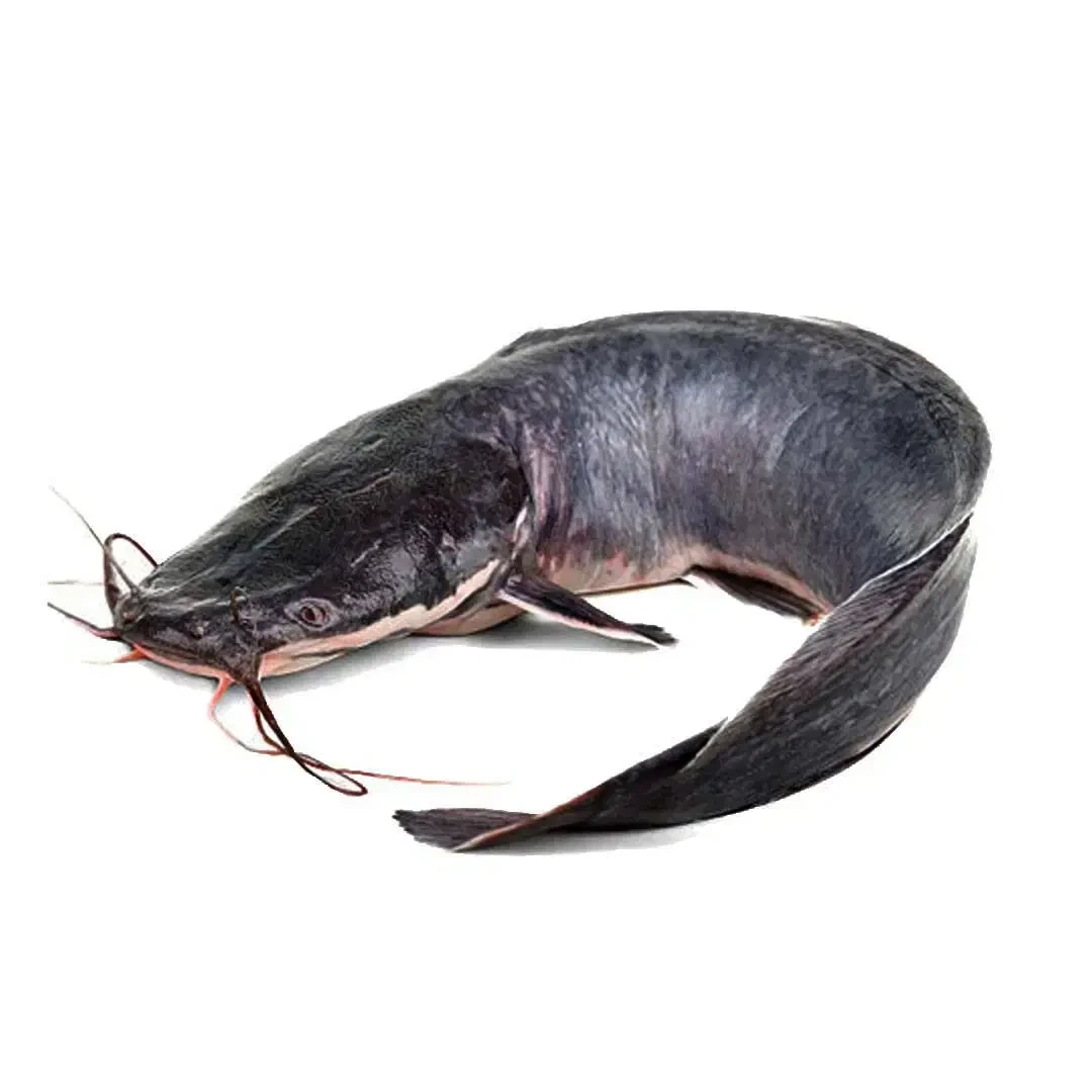 Catfish Big Size x1