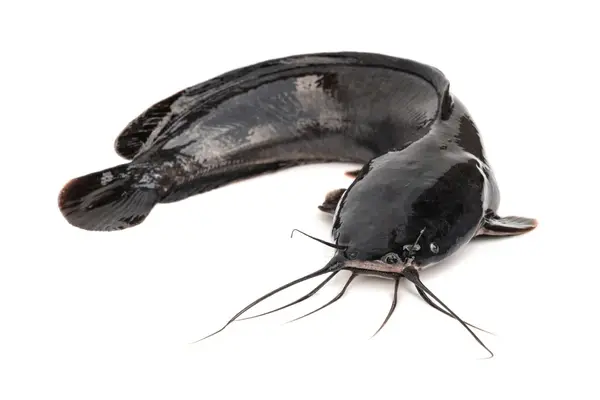 Catfish Medium Size x1