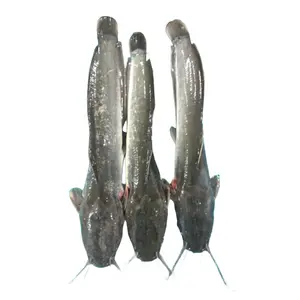 Catfish Vietnam Individual In Bag
