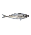 Whole Frozen Chinchard Fish (Horse Mackerel) 1kg