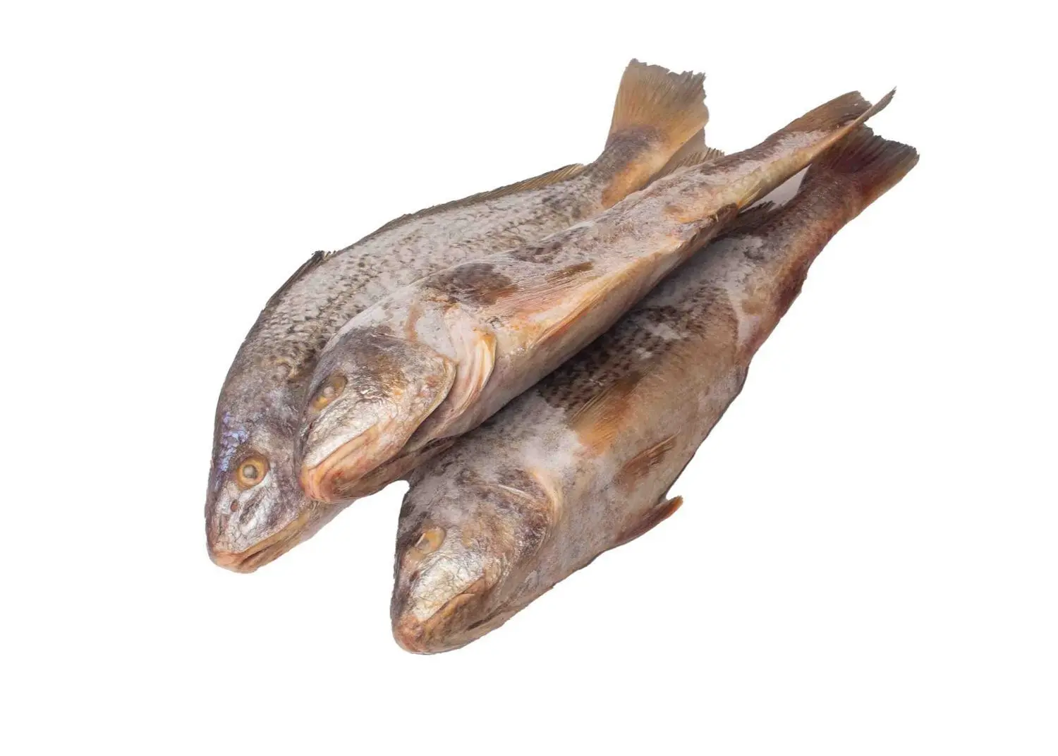 Croaker Fish