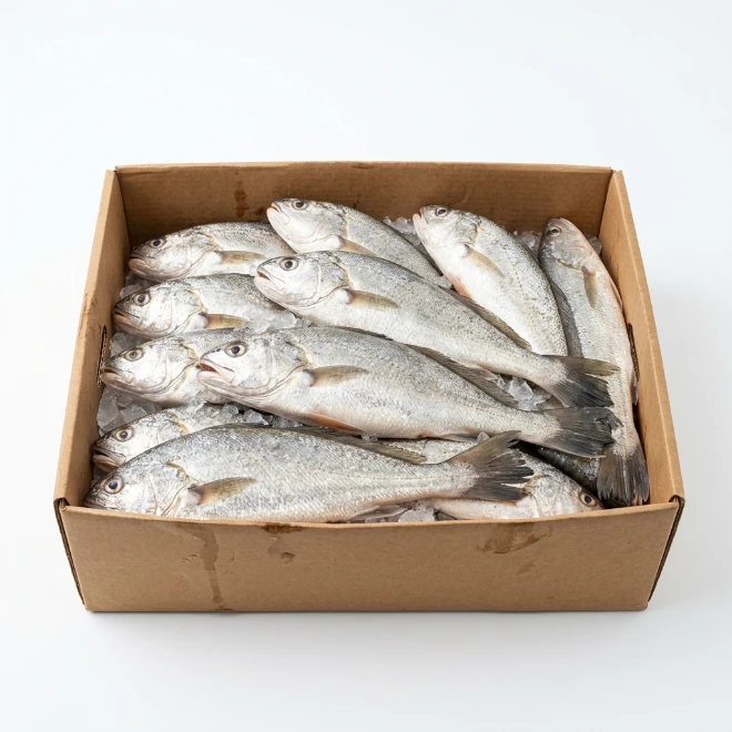 Croaker Fish With Head (Half Box)