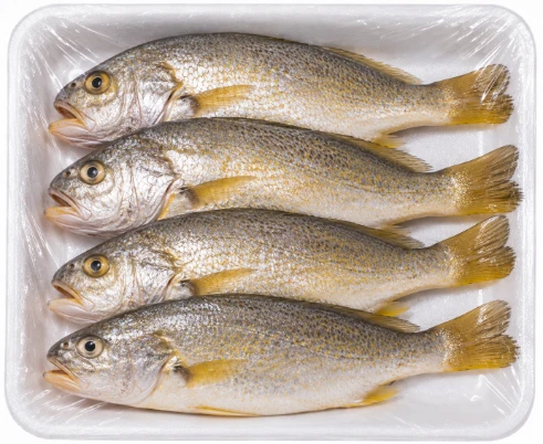 Croaker Fish with Head