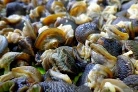 Frozen Whole Escargot Snails 1kg
