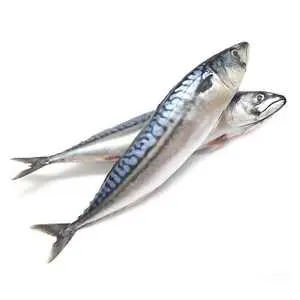 Frozen Atlantic Mackerel In Bag