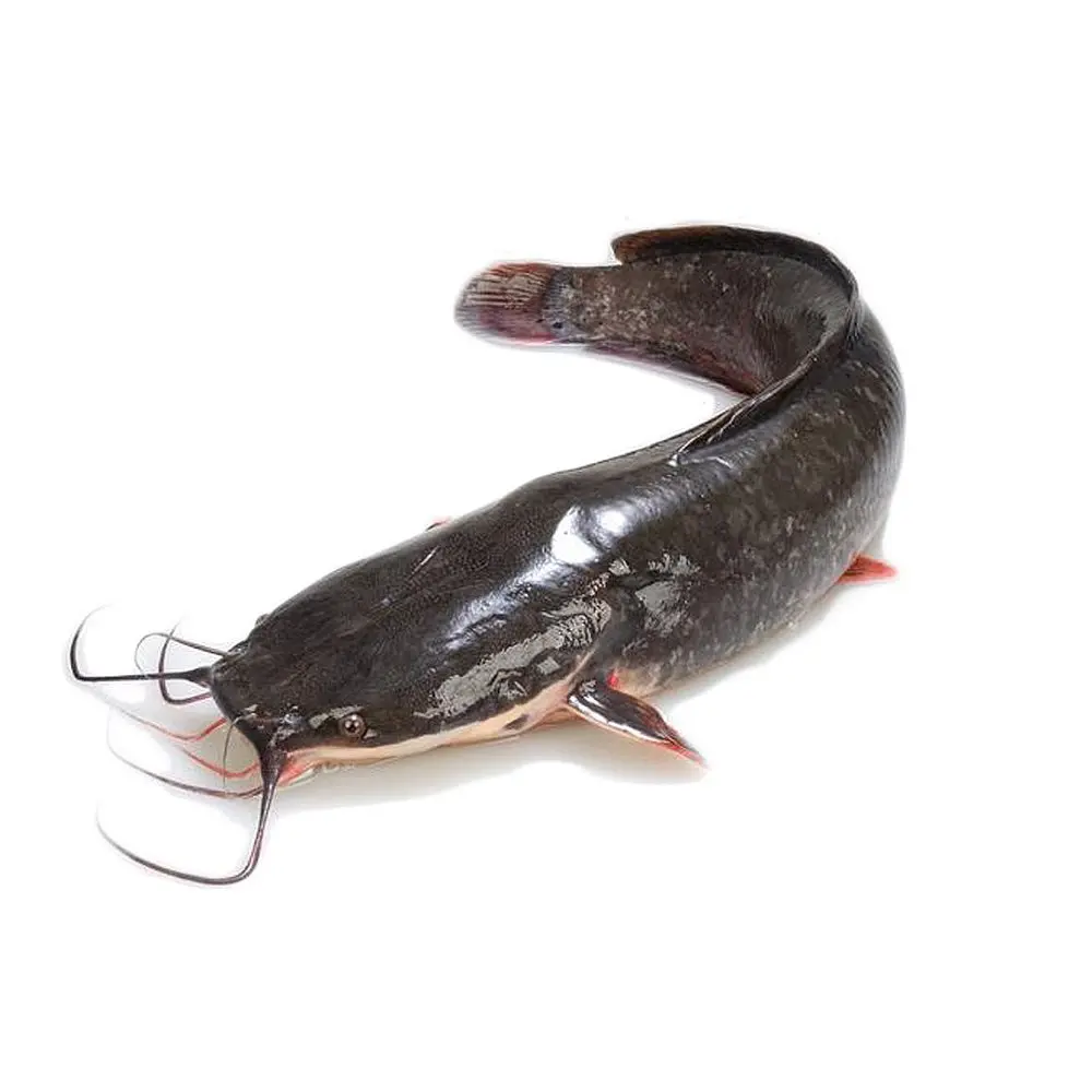 Cat Fish