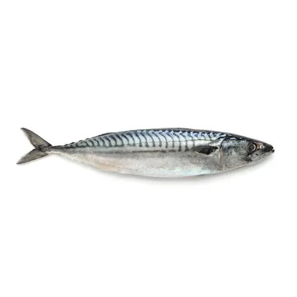 Frozen Iceland Mackerel Case
