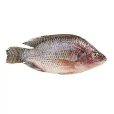 Frozen Tilapia Large Box Scaled And Gutted