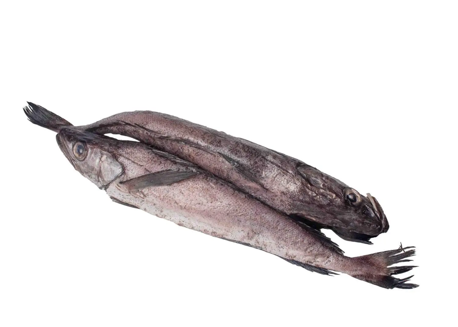 Whiting/Pacific Hake Fish In Bags
