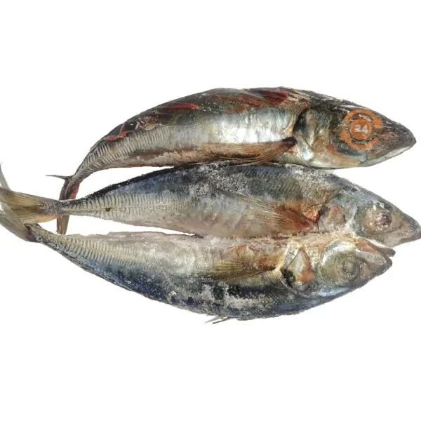 Mackerel Fish