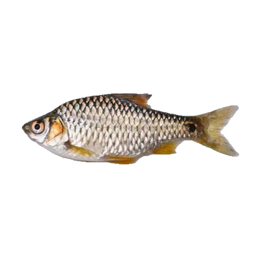 Jamuna Foods Deshi Puti Fish 250g