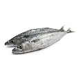 Whole Frozen Thomson Mackerel Fish