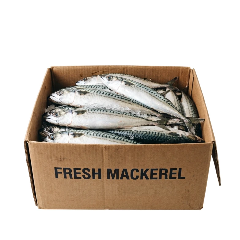 Mackerel Fish (25 Kg Box)