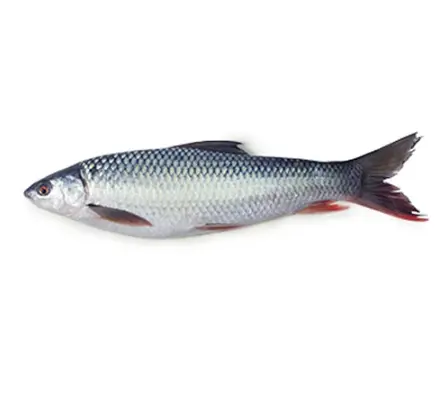 Mrigal Fish 2kg Up