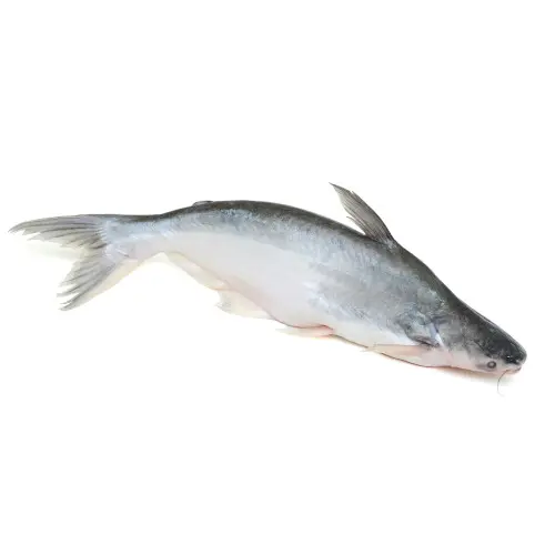 Pangash (Gutted) 2kg plus