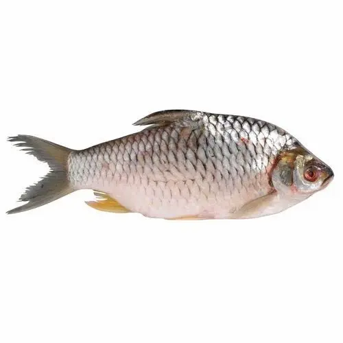 Puti Fish 1kg Up