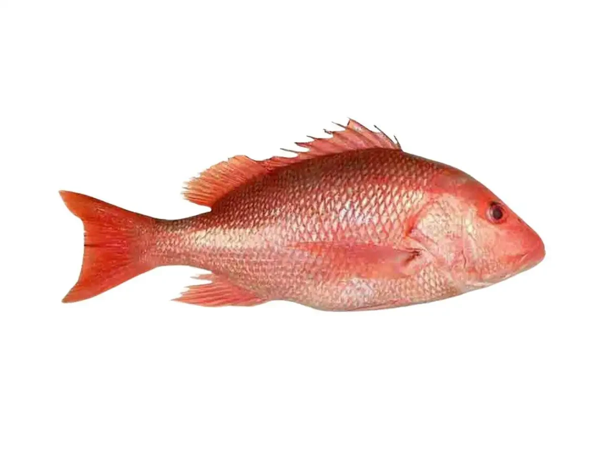 Red Snapper Fish 10lbs