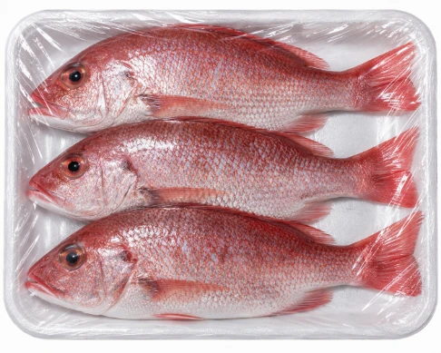 Red Snapper Fish