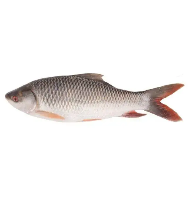 Rohu/Carp Fish Frozen