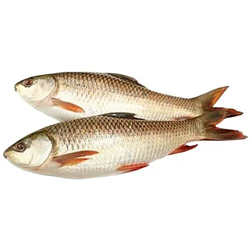 Rohu Fish 1kg Up
