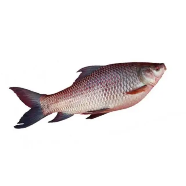 Rohu Fish 5kg
