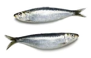 Silverfish Whole Piece