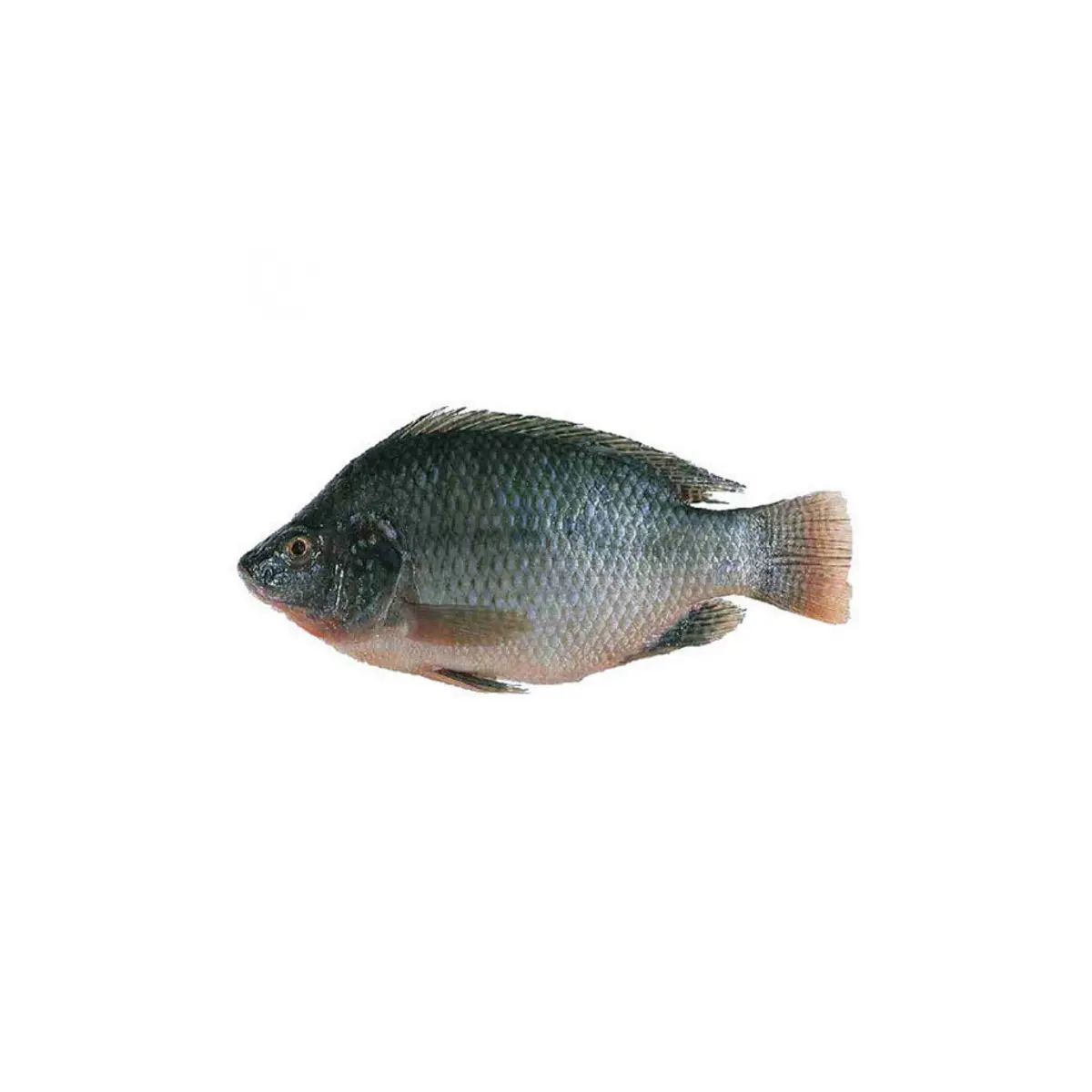 Tilapia Fish per Piece