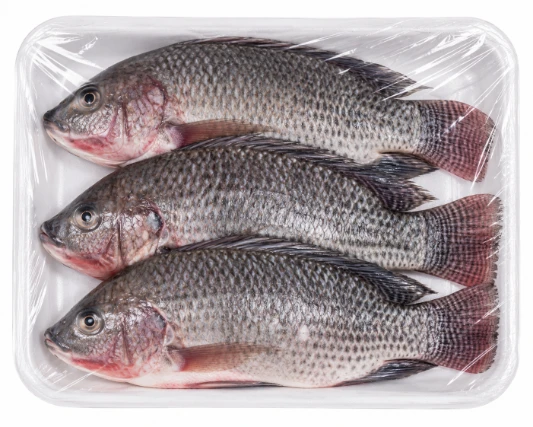 Tilapia Fish