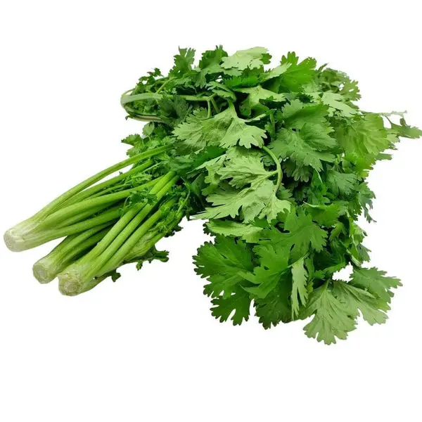 Coriander Bunch