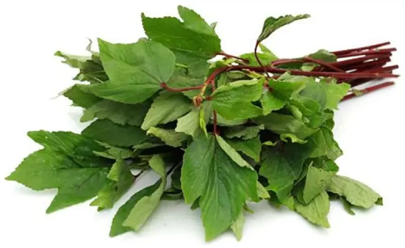 Gongura Big Bunch