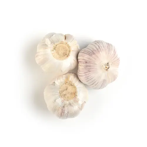 Fresh Garlic