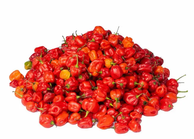 Habanero pepper small pack thumbnail 2