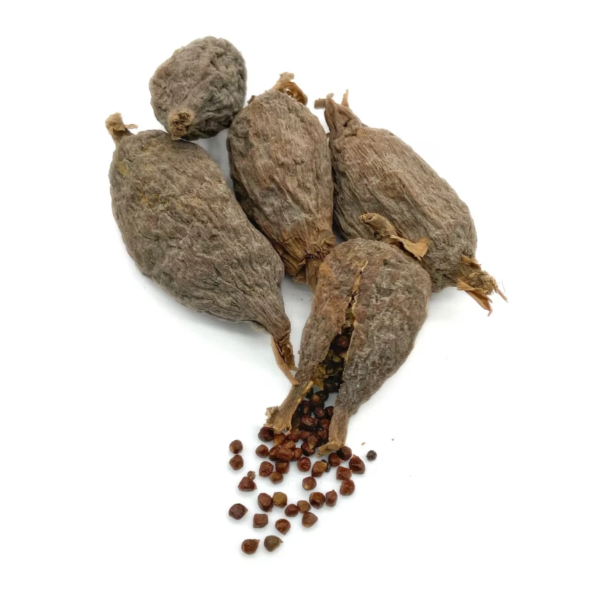 Alligator Pepper (Grains of Paradise) – Whole Pods - Atare