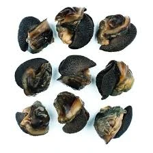 Fresh Snails - Jumbo Size (Pack of 5pcs)