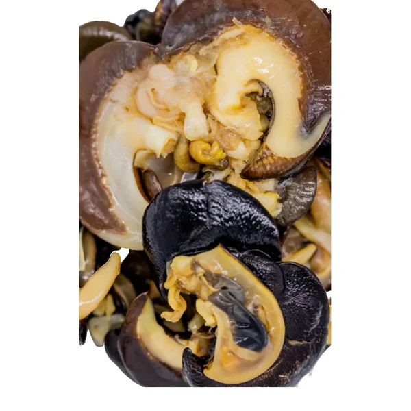 Fresh Snails - Medium (Pack of 10pcs)