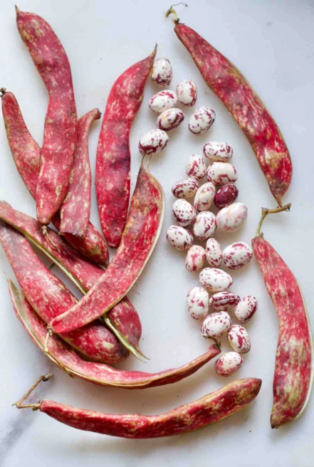 Fresh Seem Bean Red