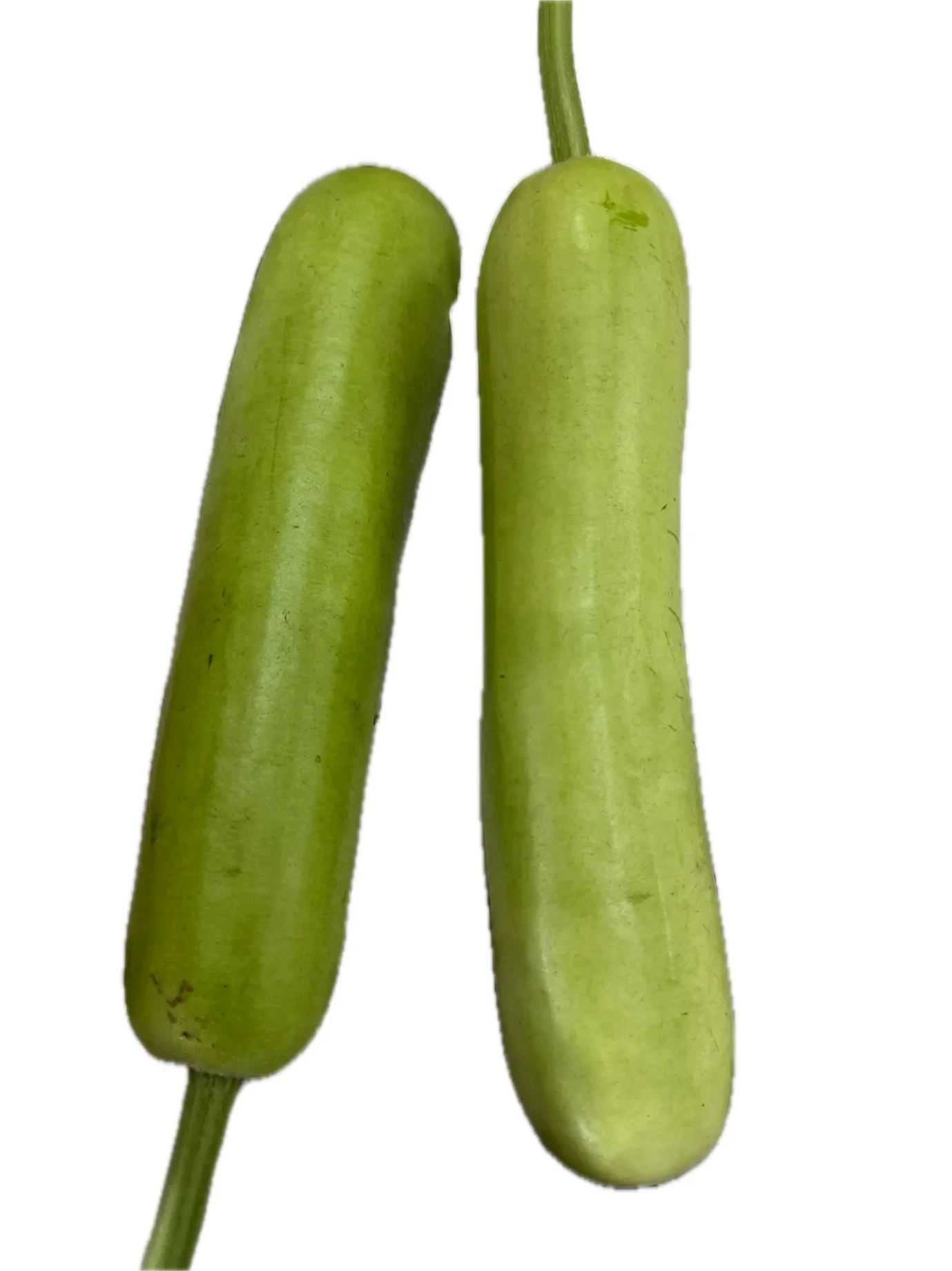 Indian Squash 1Lb