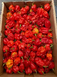 Habanero Pepper (Per Box)